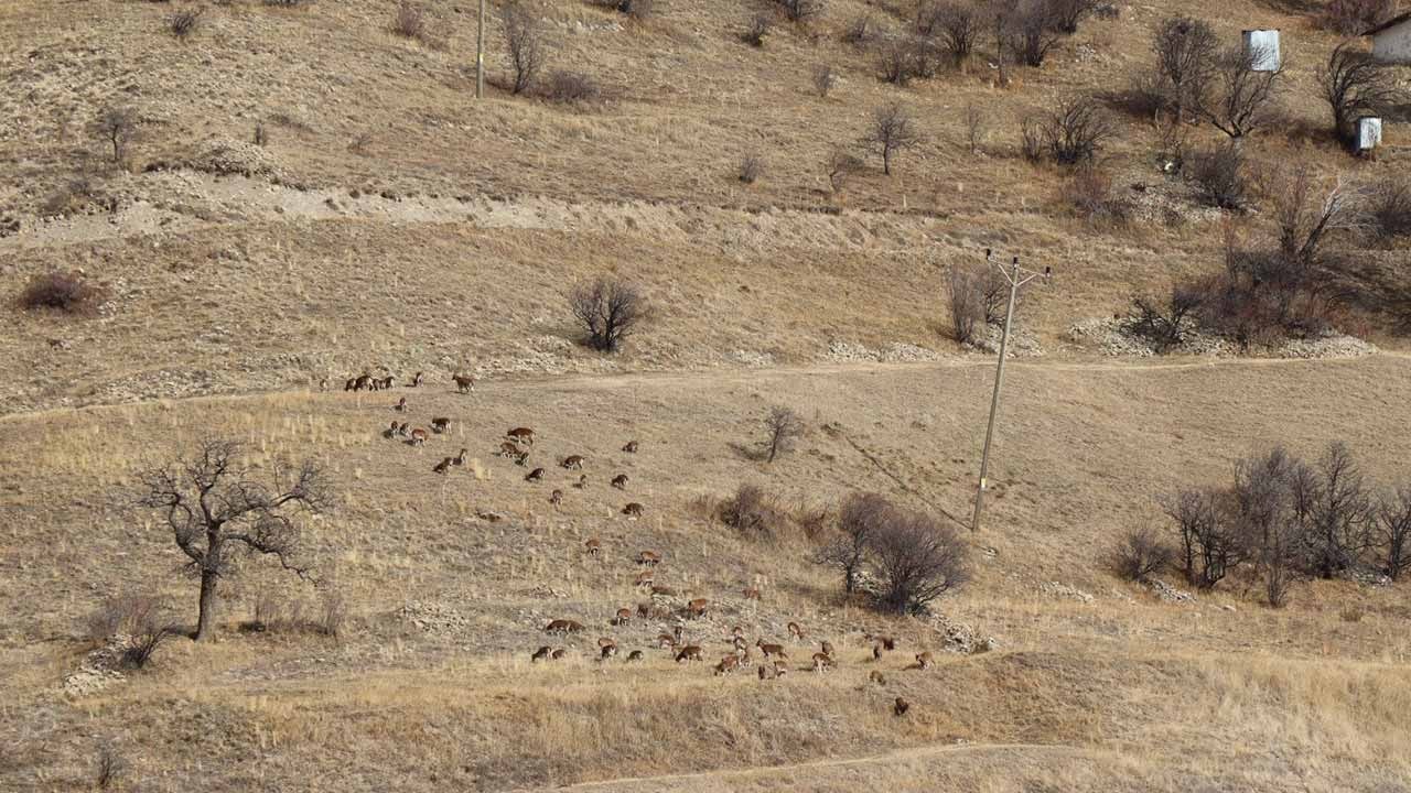 Dağların sessiz sahipleri mercek altında! Erzurum’da yaban keçileri için kritik çalışma