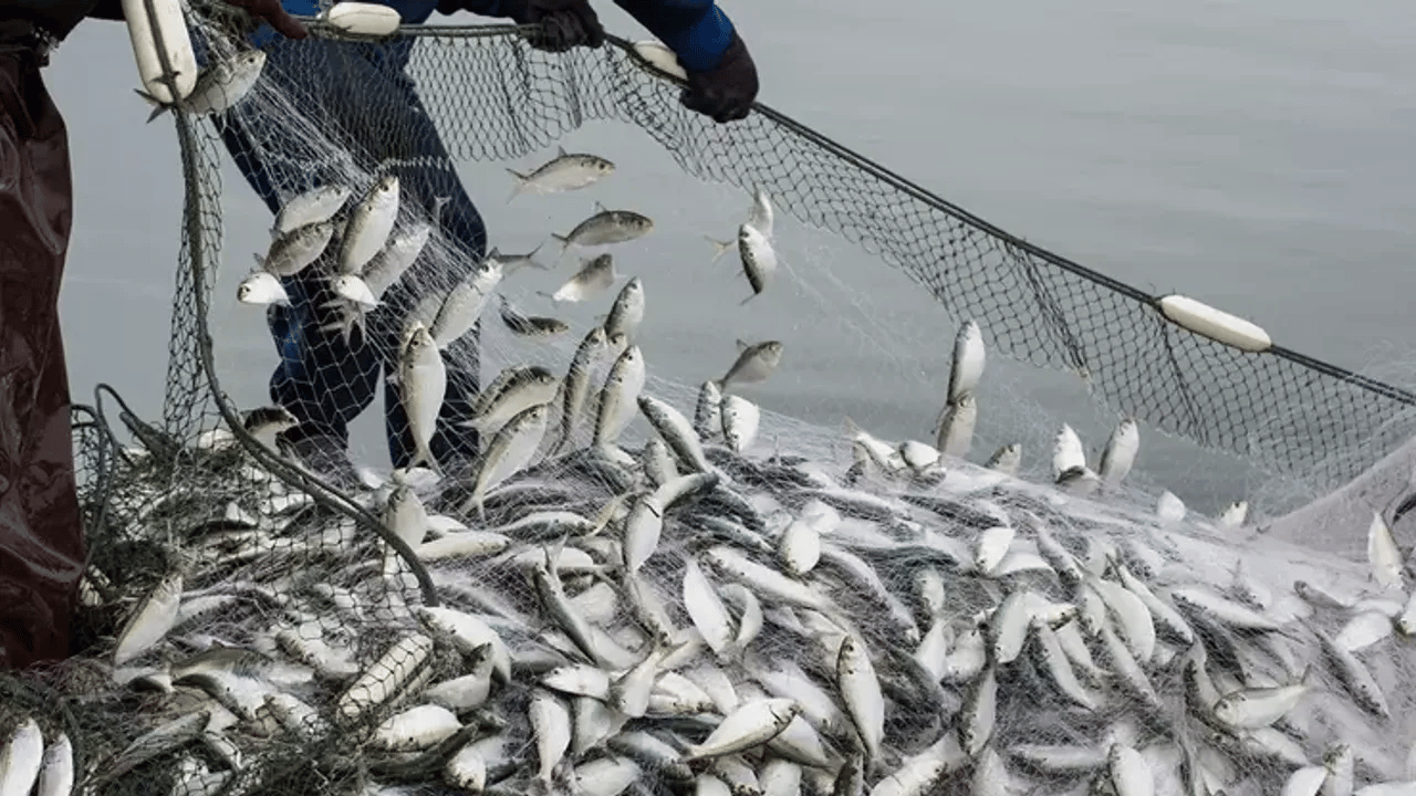 Deniz ürünleri avcılığında yeni dönem!