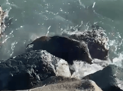 Denize giren yaban domuzu Orduluları şaşırttı