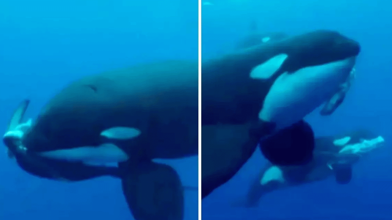 Denizlerin yeni efendisi oldu! Köpekbalığını saniyeler içinde parçaladı