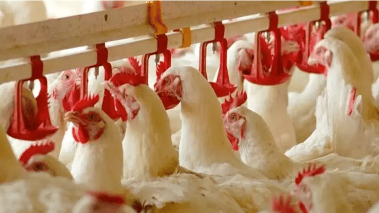 Dev tavukçu satışta: İcra yoluyla el değiştiriyor!