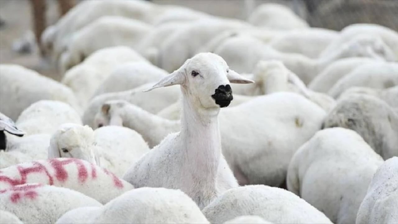 Devlet, yüzlerce reforme küçükbaş hayvan satacak!