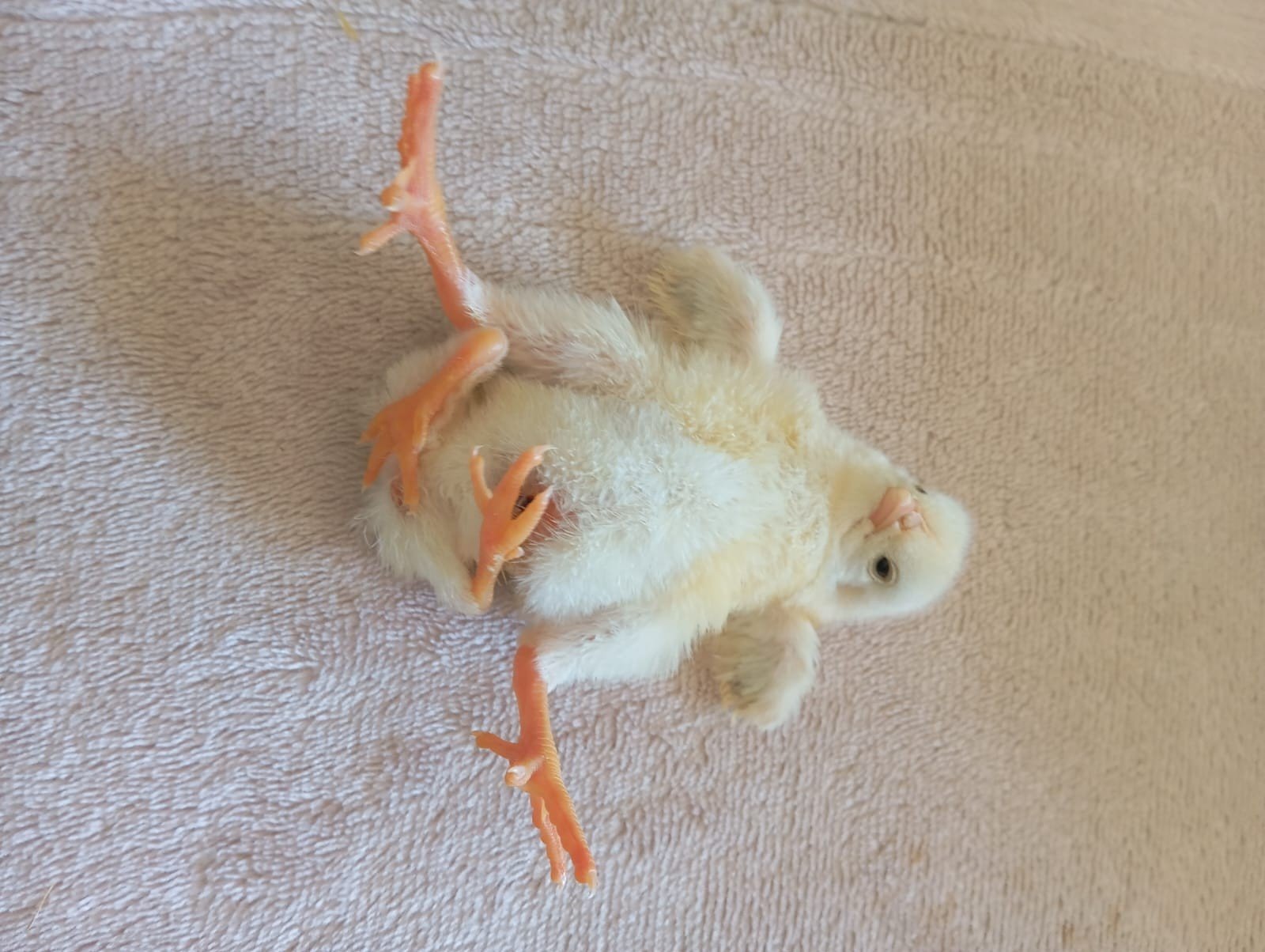 Diyarbakır'da mucize mi, mutasyon mu! Çınar'da dört ayaklı civciv şoku