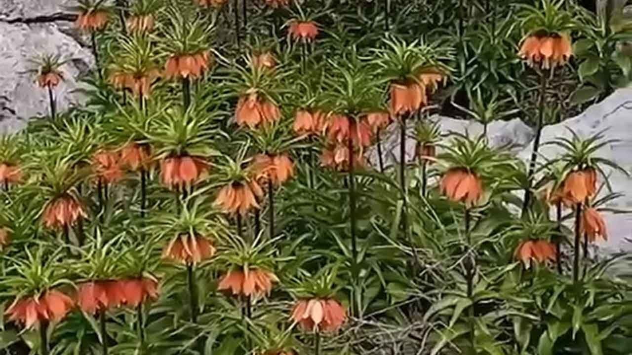 Doğa mirasına Diyarbakır'da görsel şölen!