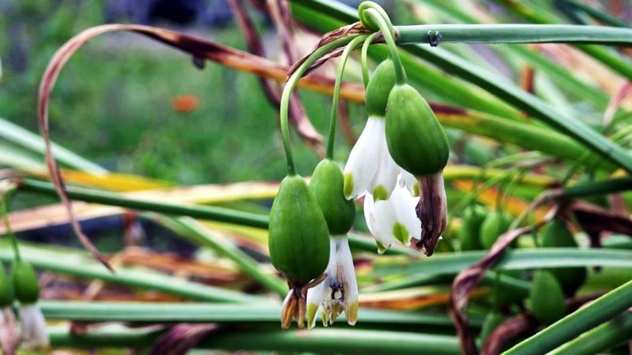 Doğadan gelen kazanç! Samsun'da aromatik bitkiler milyonluk gelir getirdi