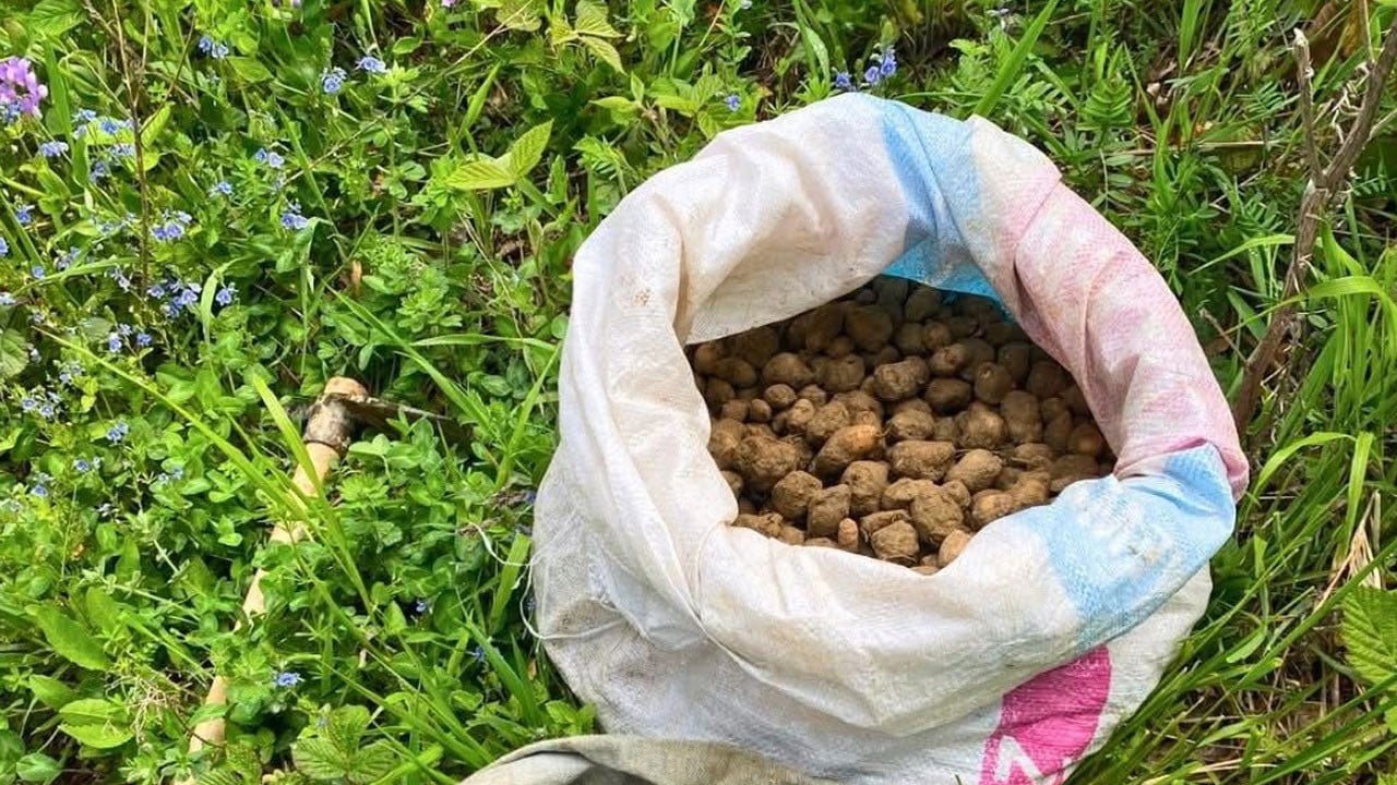 Dokunmak yasak ama... 40 kilo toplandılar 699 bin 245 TL yediler