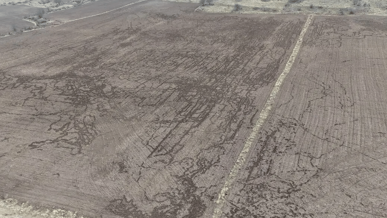 Domuzlar tarlaları talan etti!