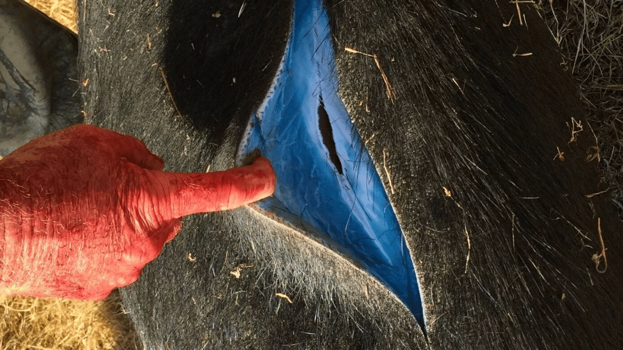 Domuzların rengi mavi oldu, bölgede alarm verildi!