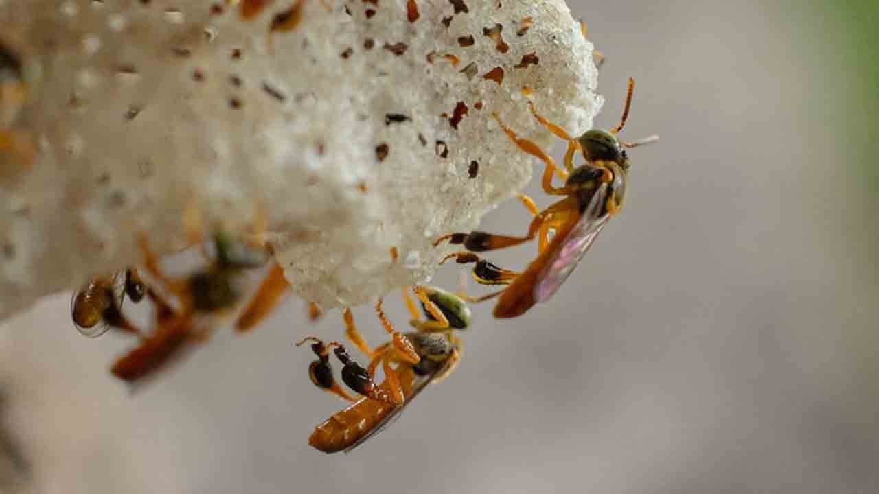 Dünya tarihinde bir ilk: Arılar artık mahkemede hak arayacak