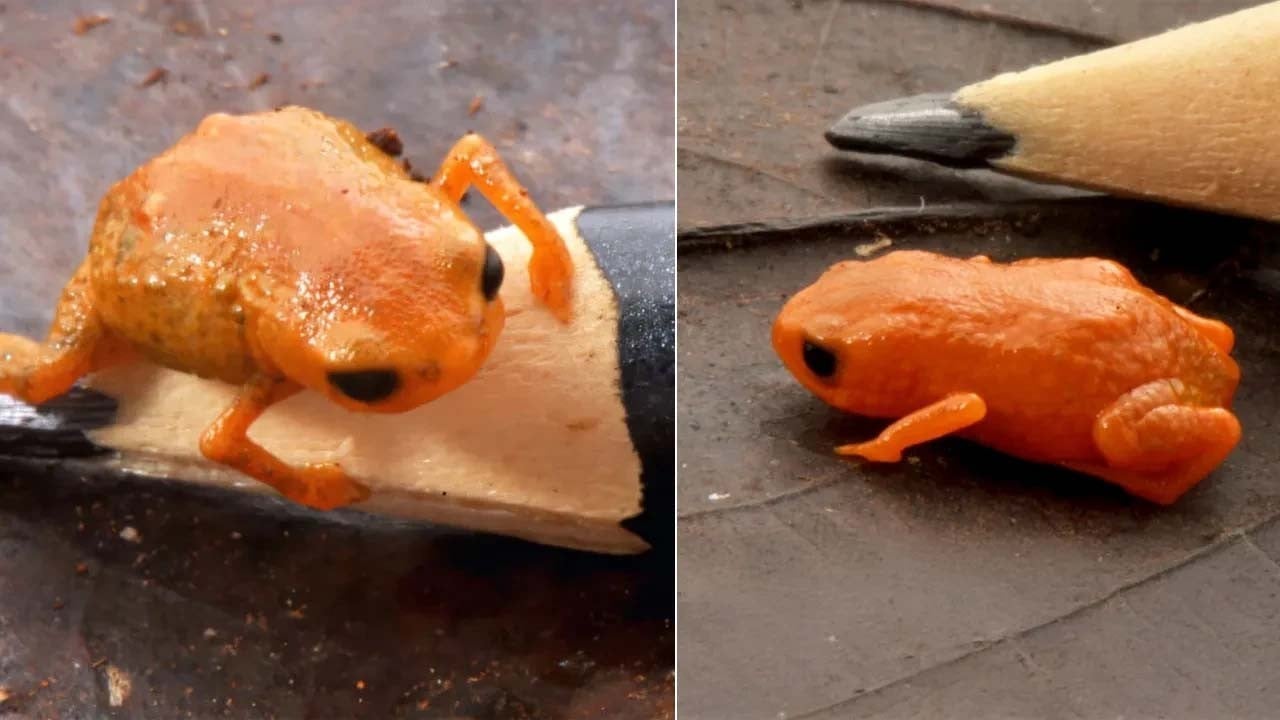 Dünya turuncusu ile de tanıştı!