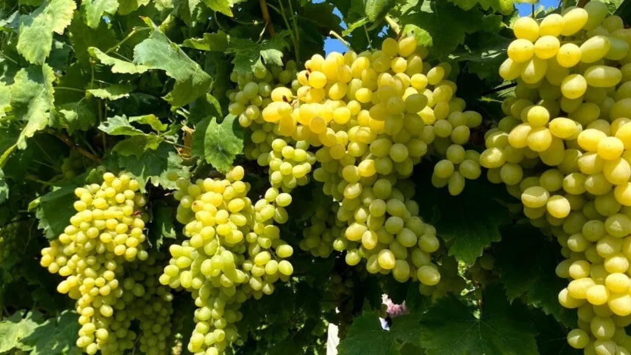 Dünya üzüm devleri açıklandı: Türkiye ilk 10’da gücünü gösterdi!