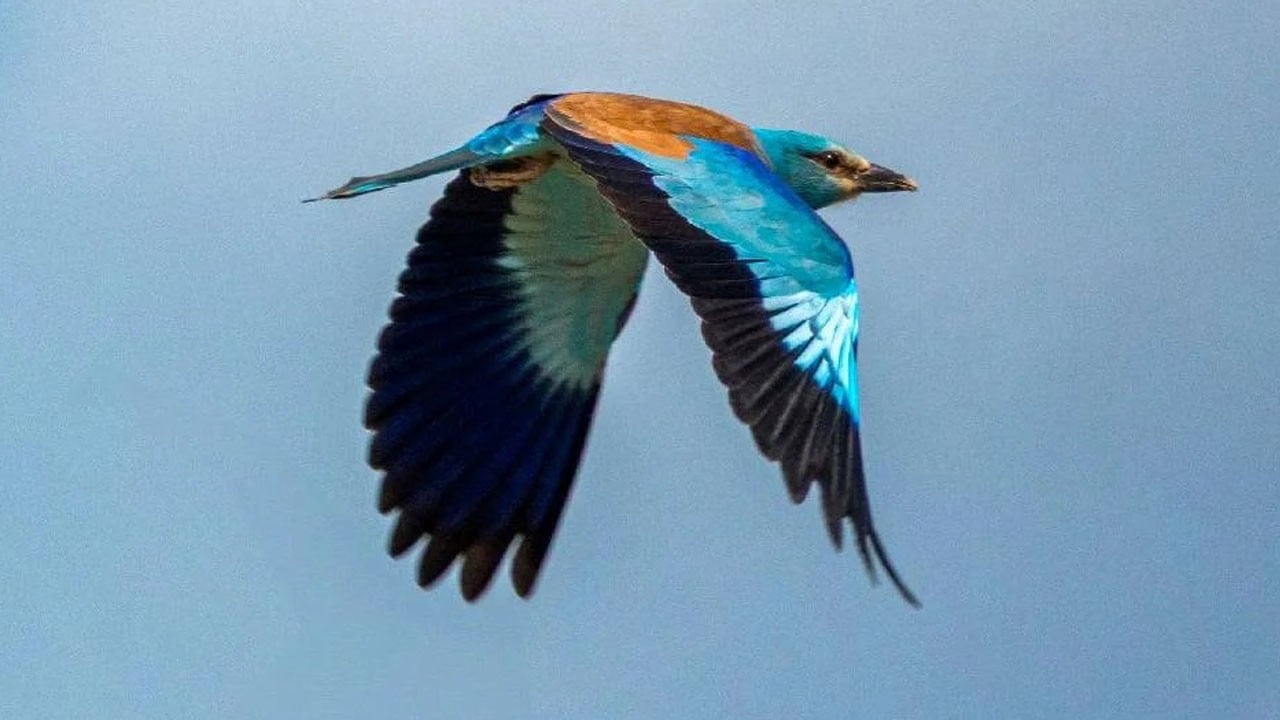 Dünyada nadir görülen kuş Adıyaman’da görüntülendi