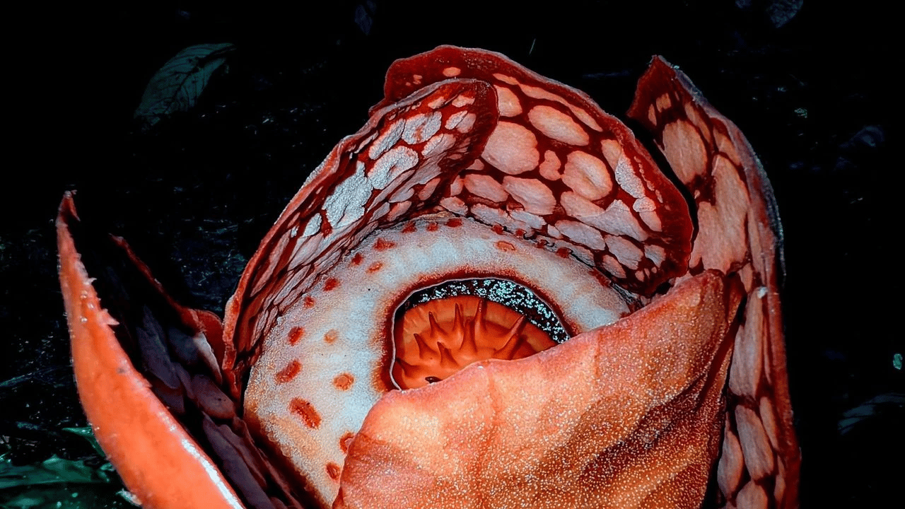 Dünyanın en nadir çiçeği keşfedildi!