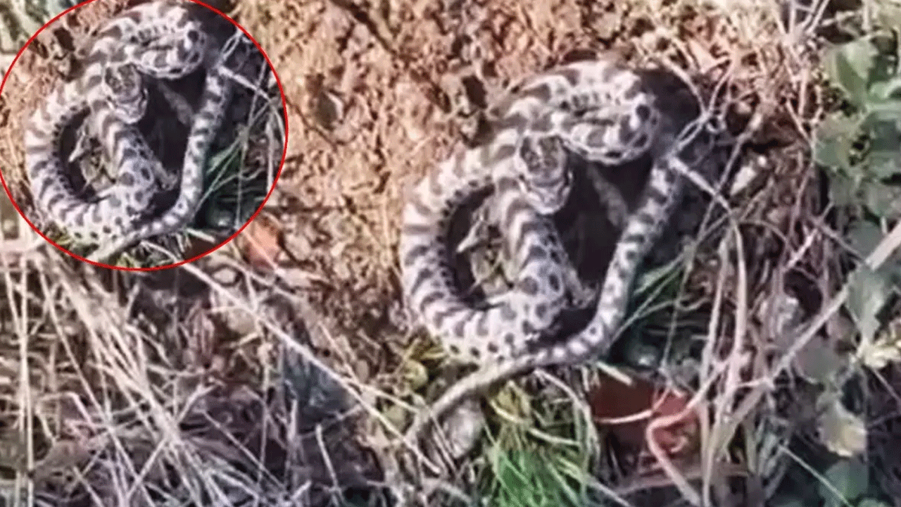 Dünyanın en zehirlisi! Karabük'te gün yüzüne çıktı