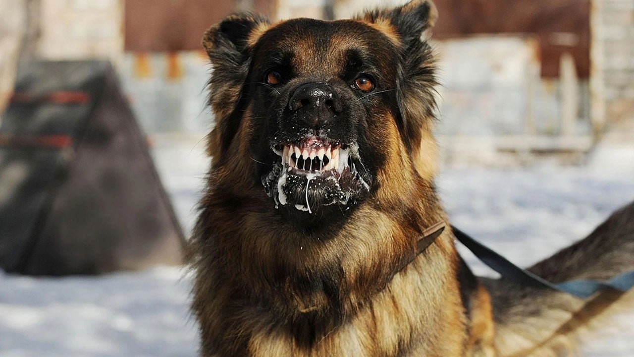 Durumu ağır… Yer Mersin! Yine sokak köpeği saldırısı