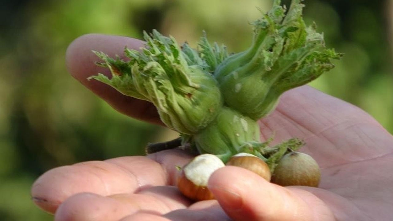 Düzce’de fındık ihracatı bekleneni veremedi