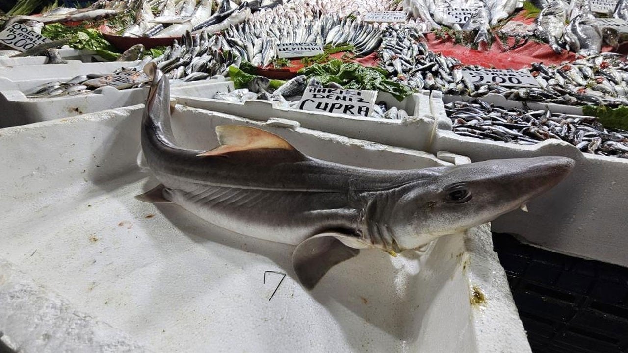 Elazığ’da satılan köpekbalığına yoğun ilgi