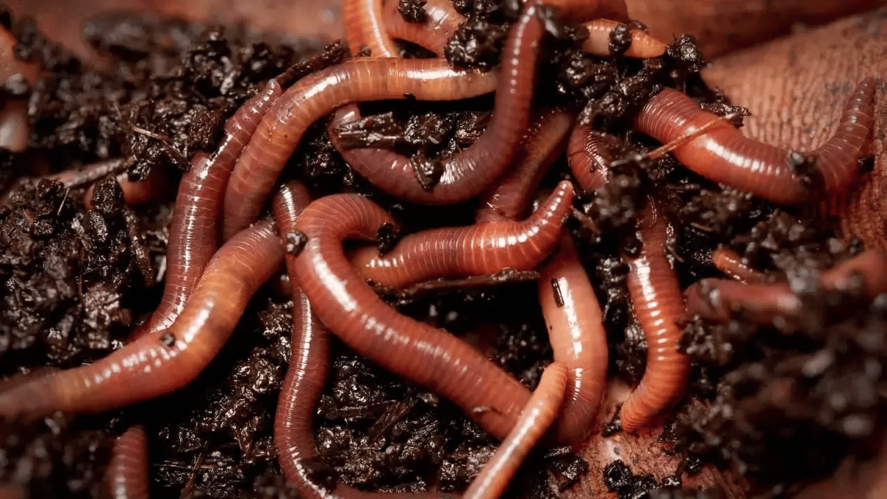 Elektriği silaha çeviren solucan bulundu!