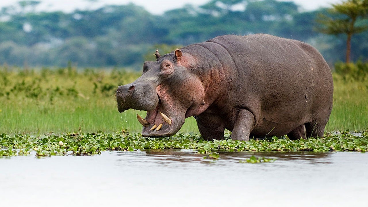 Escobar'ın öldürülmek istenen ‘kokain aygırlarına’ Hintli milyarder talip oldu!