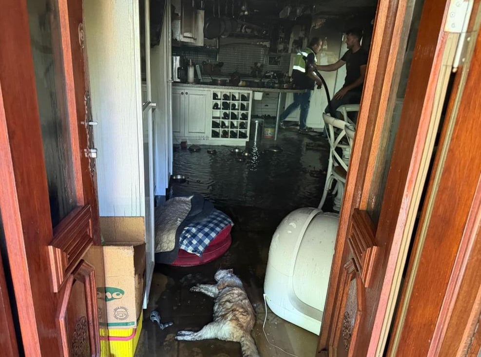 Ev yandı 2 kedi telef oldu