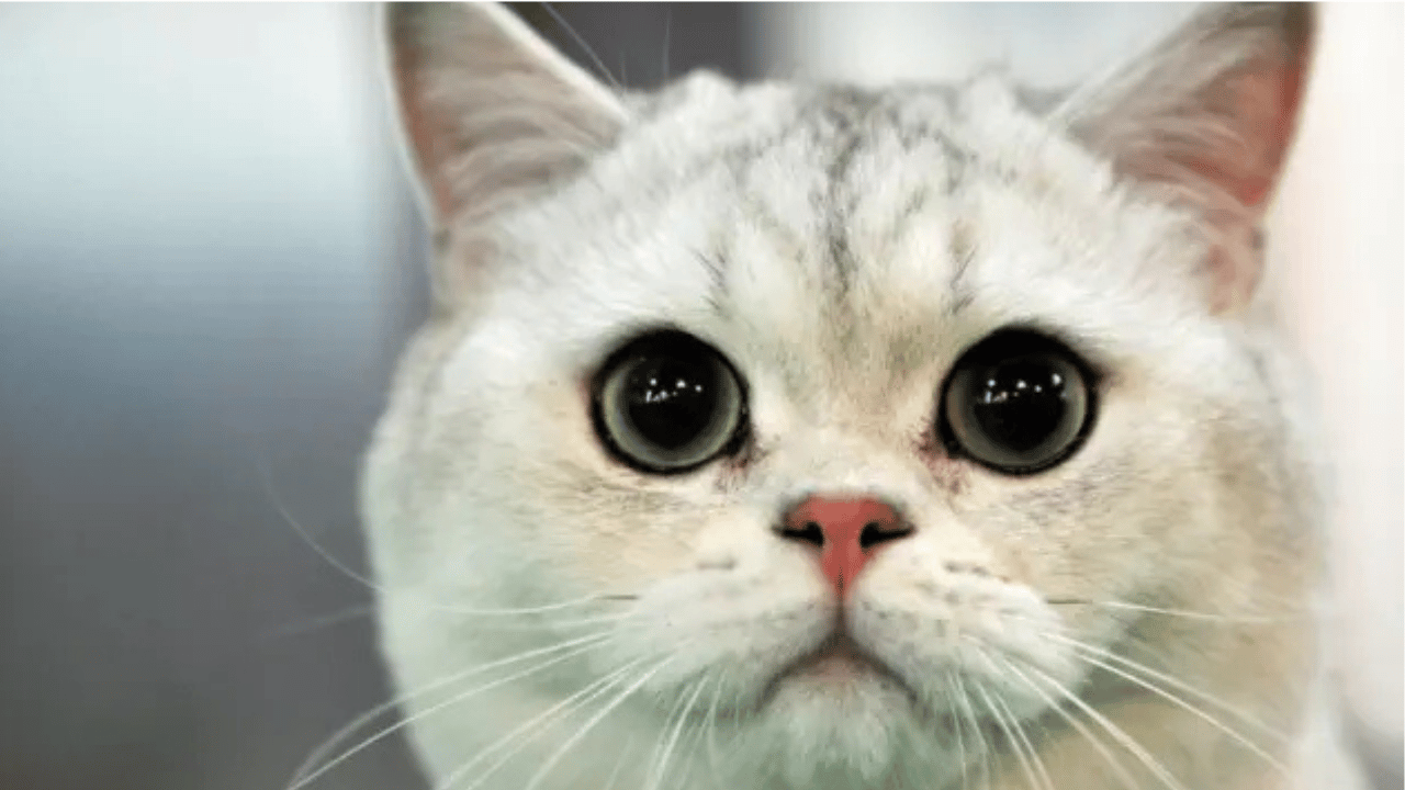 Evde kedi besleyenler dikkat! Uzmanlar uyarıyor