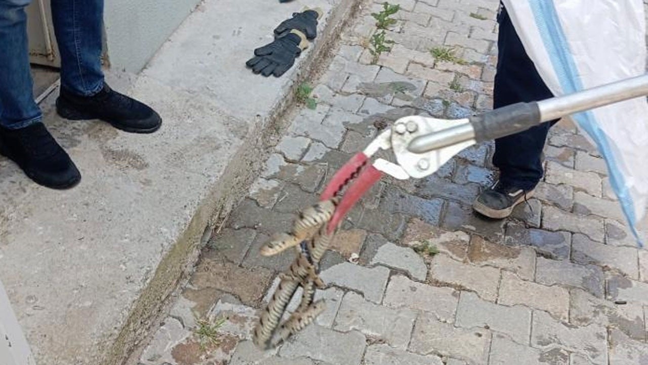Eve giren yılan korku dolu anlar yaşattı
