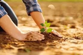 Evin huzurunu kaçıran ağaçlar uzmanlar tarafından açıklandı