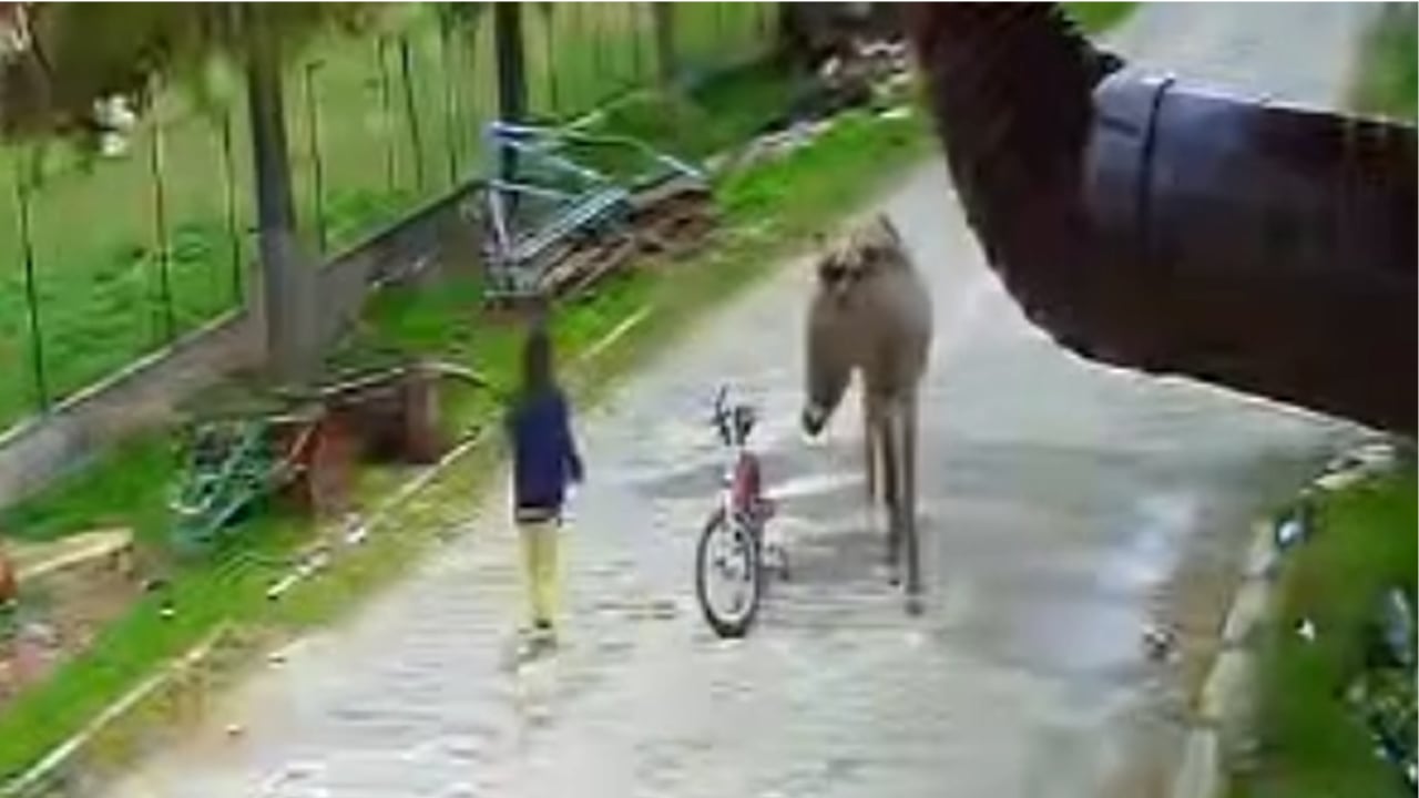 Evinin önünde oynayan çocuğa eşek saldırdı; o anlar kamerada