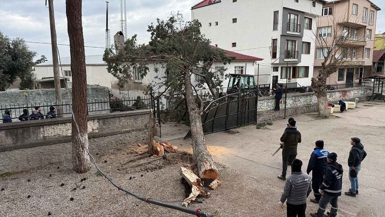 Facianın eşiğinden dönüldü! Okul bahçesinde lodos dehşeti: Dev ağaç bir anda devrildi!