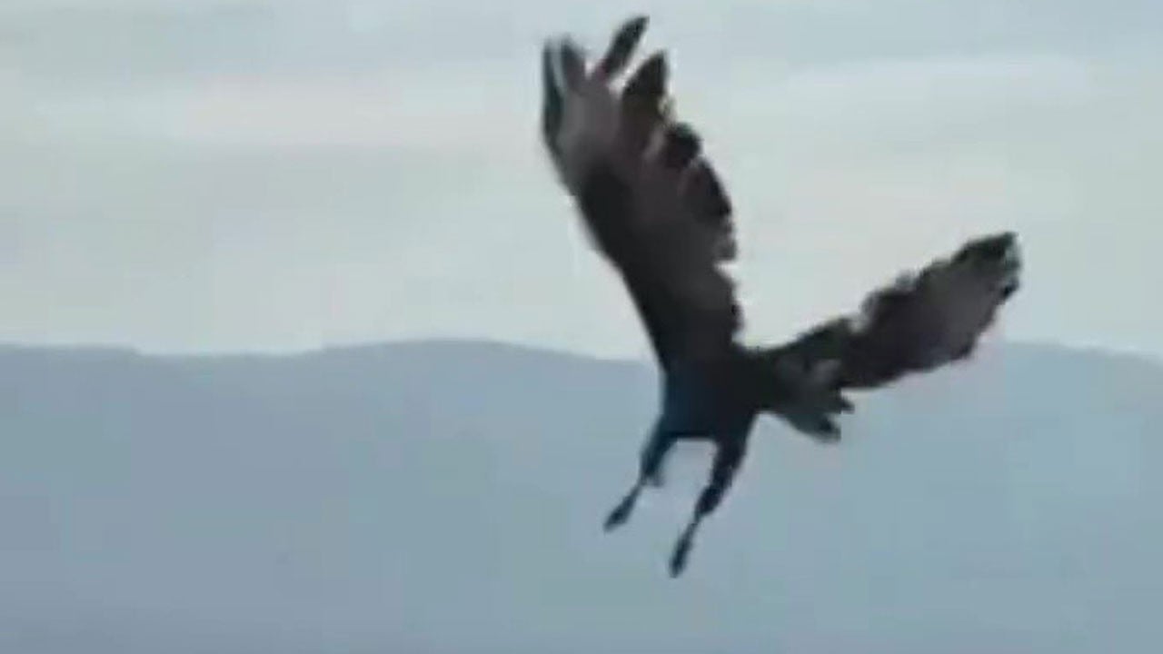 Felç geçiren kızıl şahin yeniden özgürlüğe kavuştu