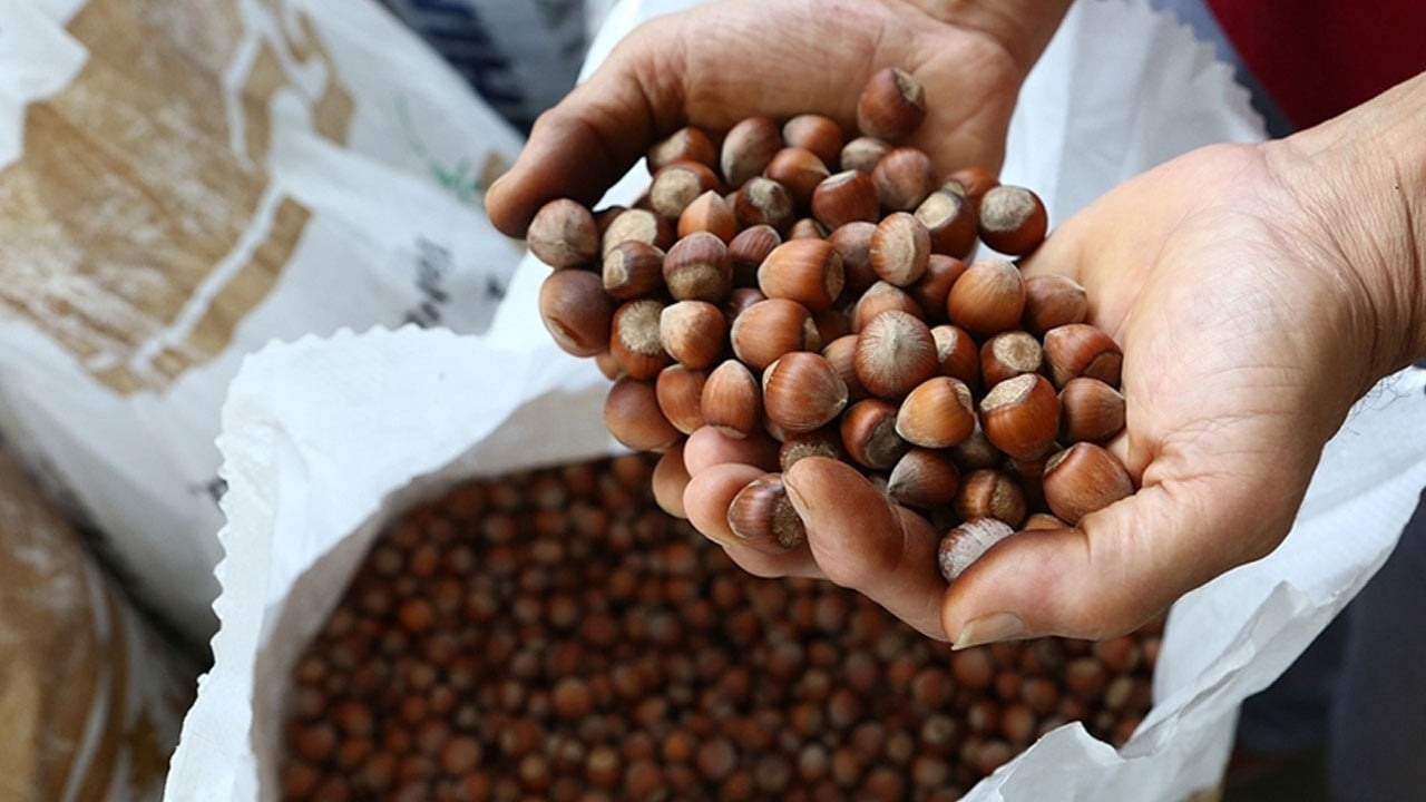 Fındıkta sert düşüş! TMO’ya "oyunları boz" çağrısı