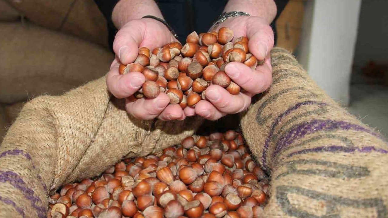 Fındıkta yükseliş bitti, bekleyiş başladı