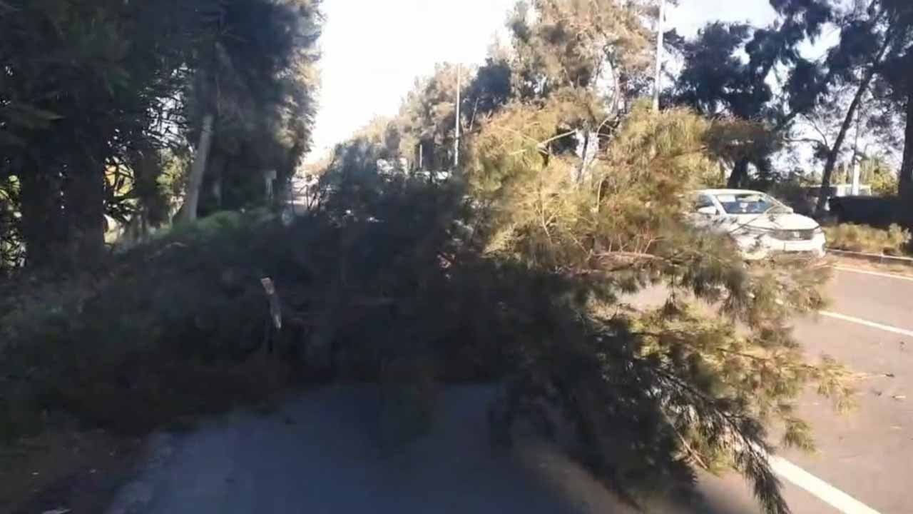 Fırtına dev ağacı kökünden söktü! Mersin Erdemli'de korku dolu anlar