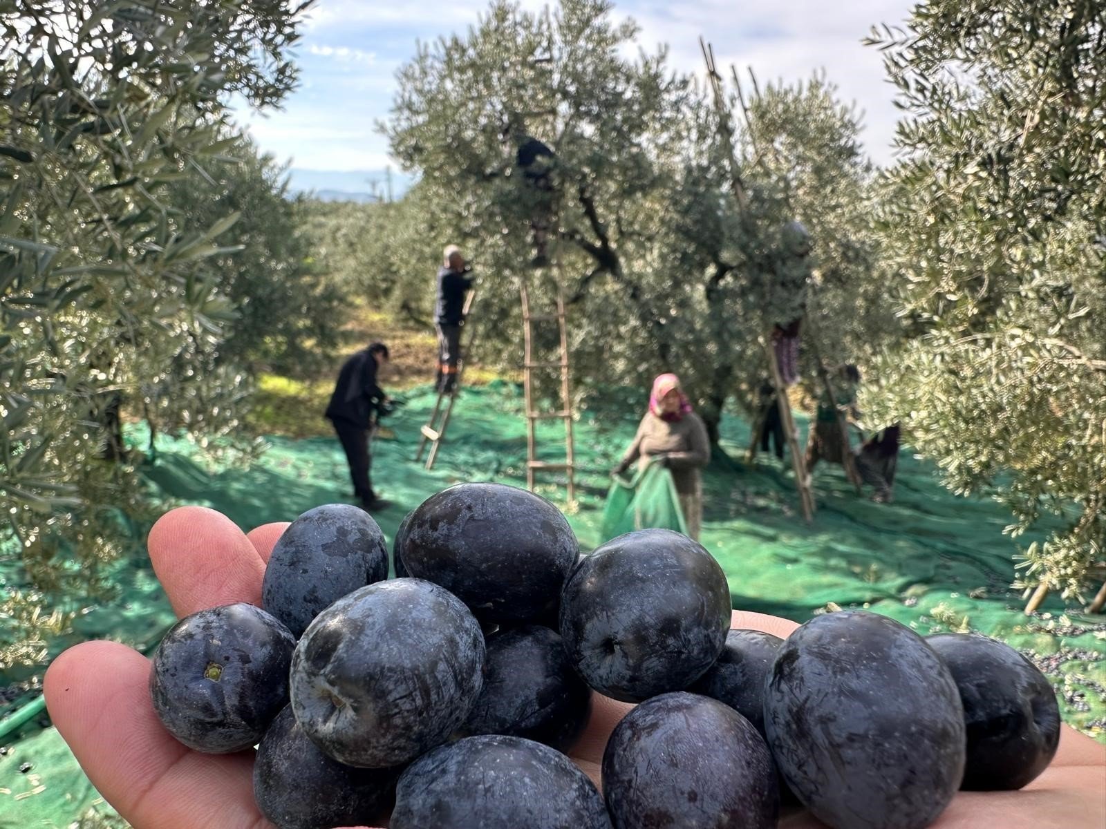 Gemlik’te umut yeniden filizlendi! Zeytinliklerden gelen haber herkesi rahatlattı!