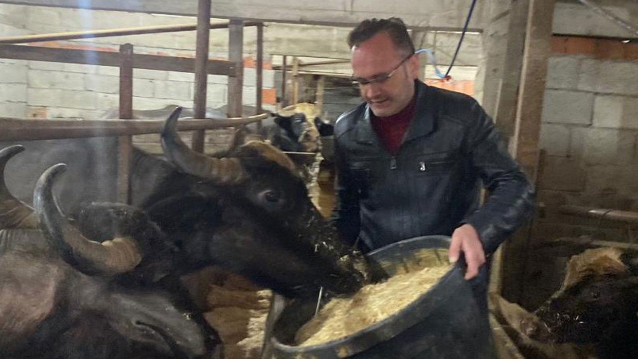 Giresun’da manda yetiştiricilerine 12 milyon lirayı aşan destek