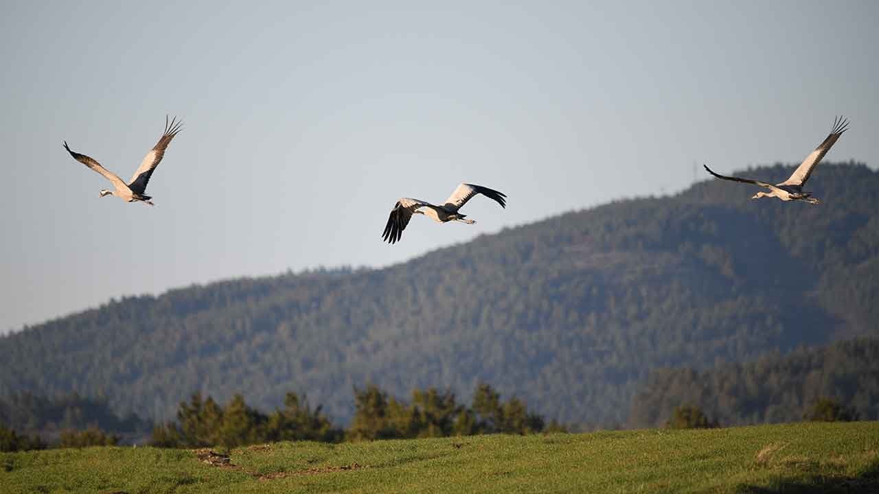 Gökyüzünün sadık aşıkları Kastamonu’da yakalandı! Sürüyü terk edip baş başa mola verdiler!