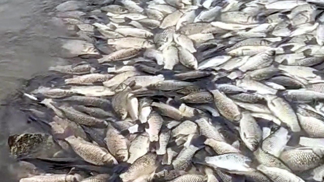 Gölette korkutan manzara! Balıklar tek tek ölüyor