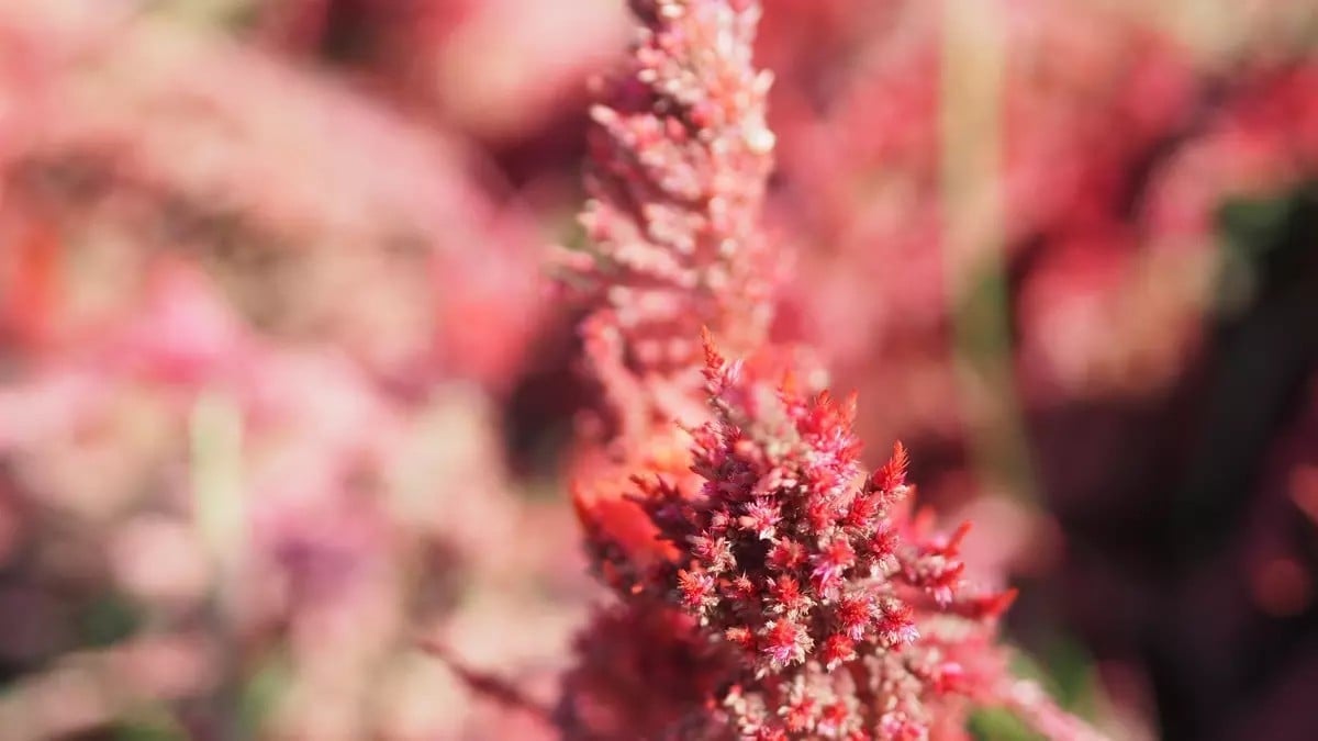 Görenler şifa niyetine kapışıyor! Chia ve kinoayı tahtından etti: Sadece bir kaşığı kalsiyum patlaması yaşatıyor, kemikleri çelik gibi sertleştiriyor