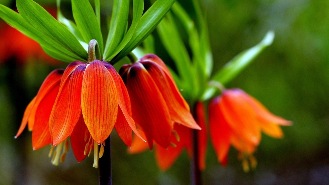 Görsel şölen! Karların ardından ters laleler çıktı