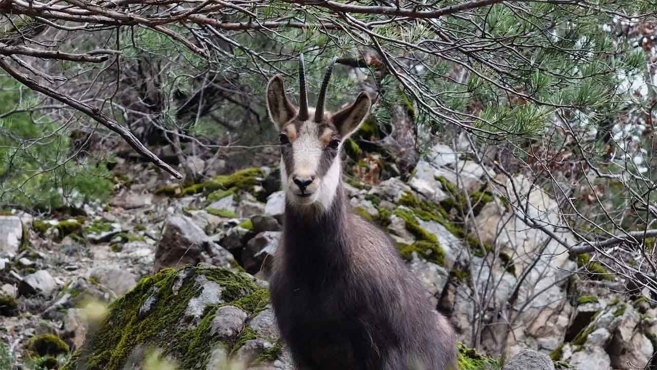 Gümüşhane'de belgesel tadında görüntüler! Sarp kayalıkların ustaları mest etti!