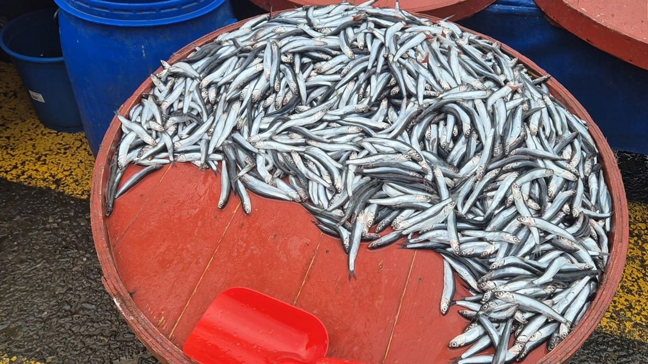 Hamsinin fiyatı uçuşa geçti