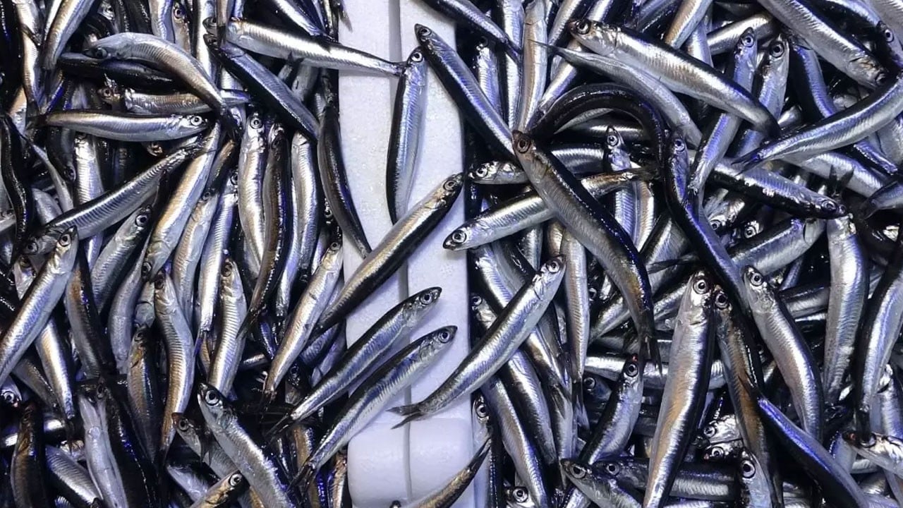 Hamsiyi geride bıraktı! İşte sofraların vazgeçilmez balığı