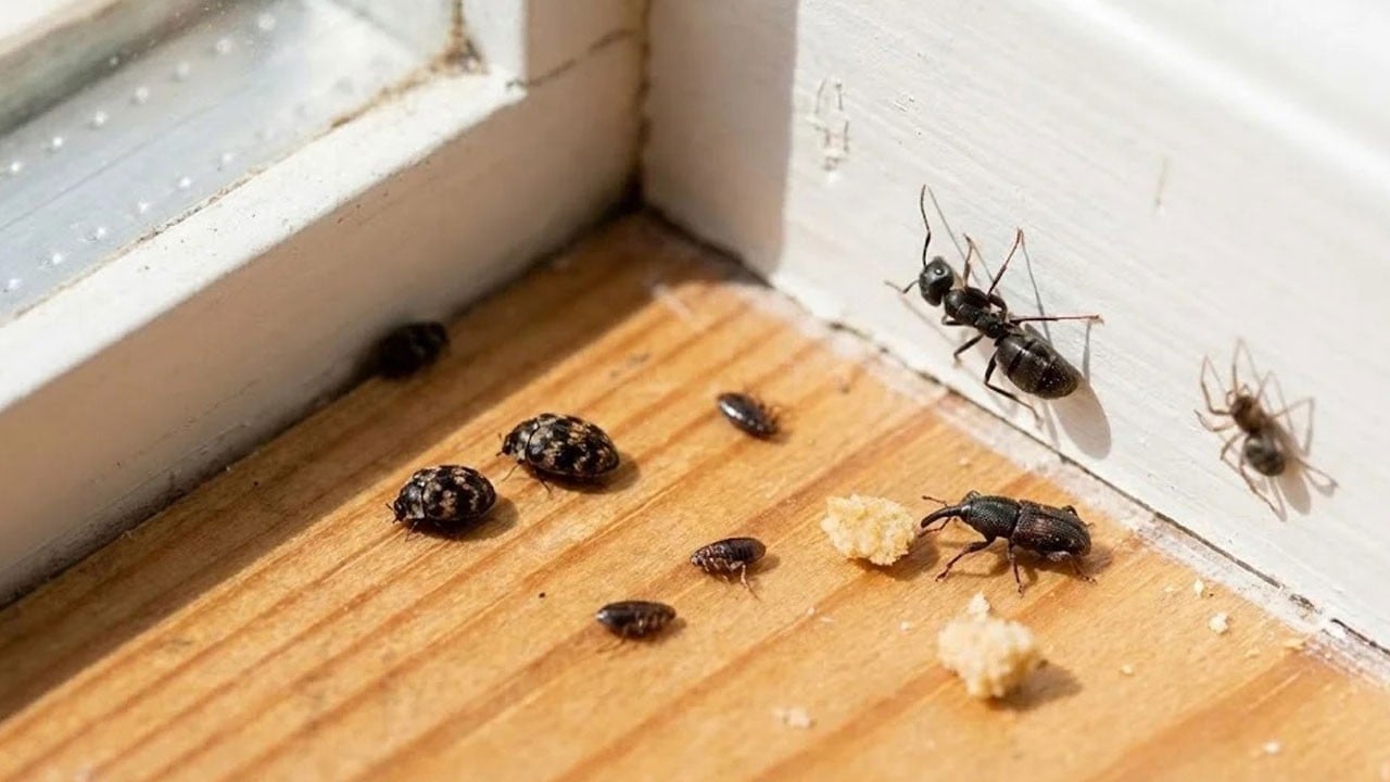 Haşereler canınıza tak mı ettirdi! Kurtuluşun reçetesi aktarlarda