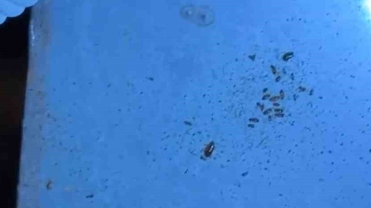 Hatay'da Büyük skandal! Böcek yuvaları ve açık dondurma: Felaketin boyutunu gözler önüne serdi