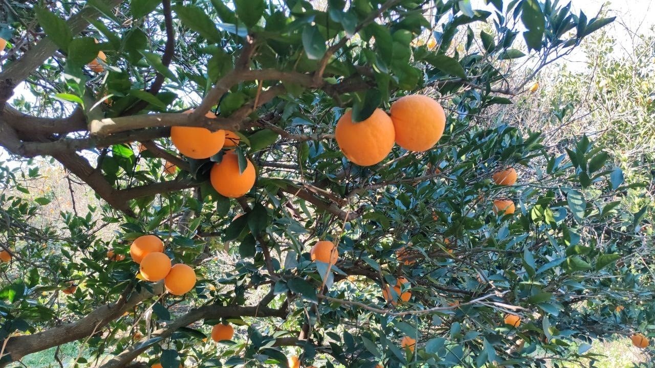 Hatay'da narenciye operasyonu! 2 buçuk ton portakalı kamyonete yüklerken enselendiler!