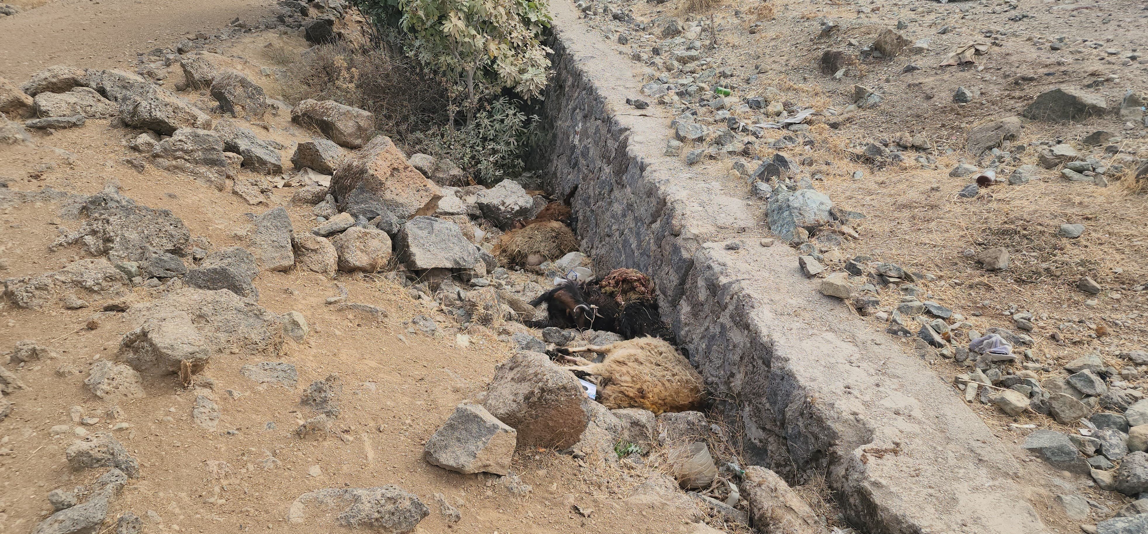 Hatay'da otomobilin çarptığı 17 koyun telef oldu