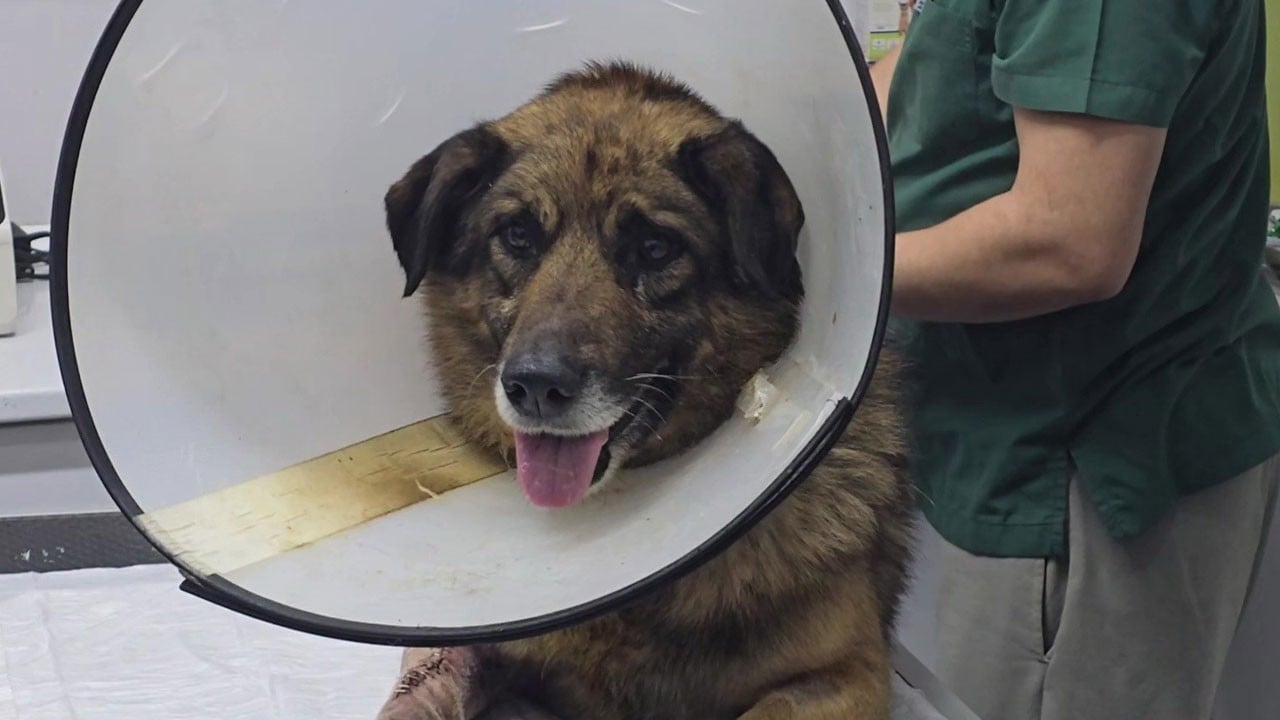 Havladığı için 4 kurşunla vurulmuştu: Adını ‘Kurşun’ koydular!