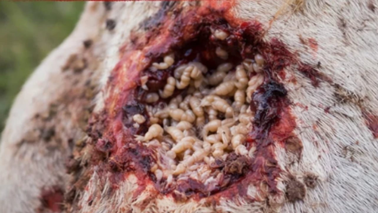 Hayvancılık ve et sektörü büyük tehlikede!