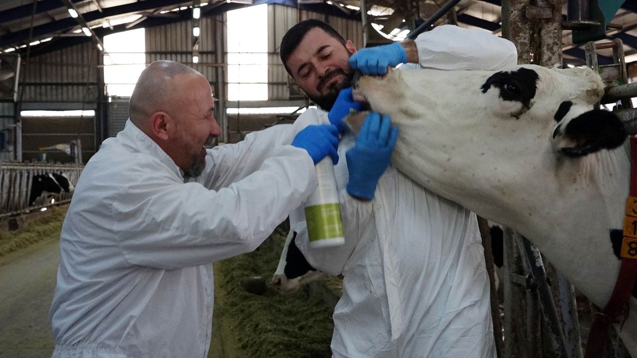 Hayvanlar saniyeler içinde yeniden yemeye başlıyor! Şap hastalığında umut veren buluş