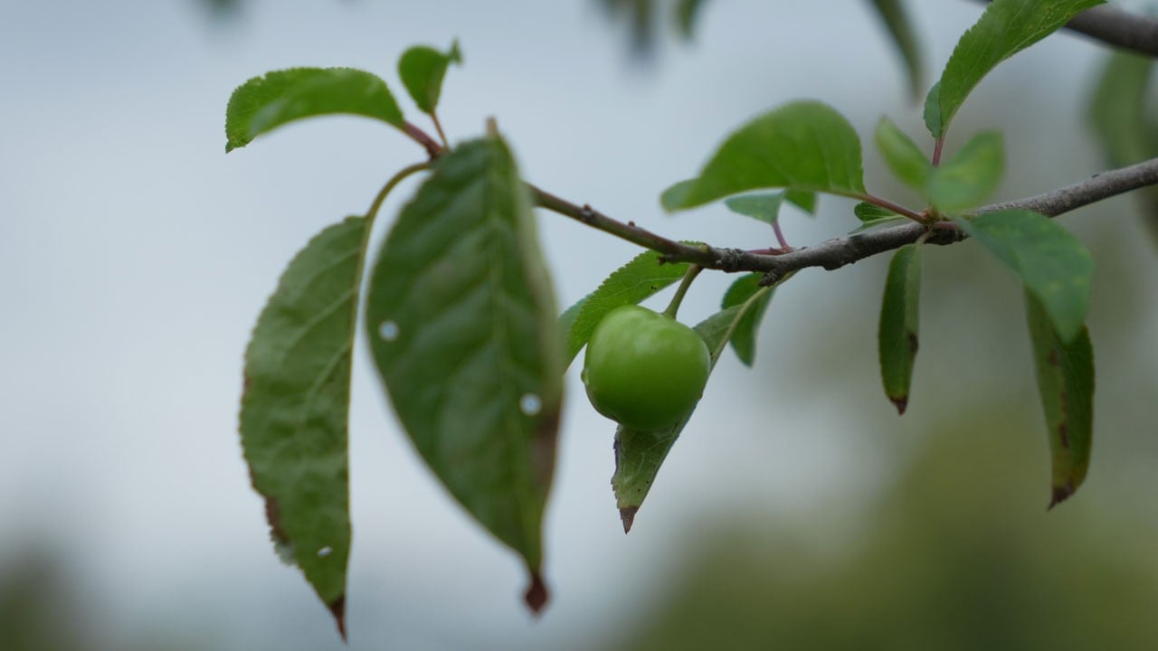 Herkes şaşkın! Erik ağaçları meyve verdi